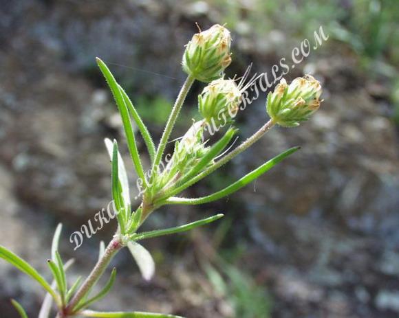 Название: 5.jpg
Просмотров: 324
Размер: 65.1 Кб